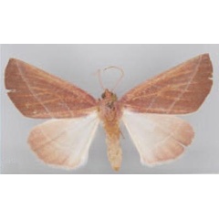 /filer/webapps/moths/media/images/I/insignitata_Terpnostola_HT_TMSA.jpg