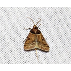 /filer/webapps/moths/media/images/A/albilineata_Bostra_A_Braun.jpg