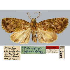 /filer/webapps/moths/media/images/P/plurinephra_Microplexia_HT_MNHN.jpg