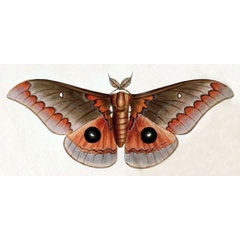 /filer/webapps/moths/media/images/T/tyrrhena_Saturnia_ST_Westwood_1849_8-1.jpg