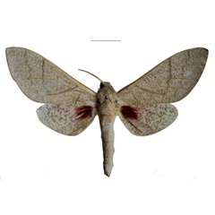 /filer/webapps/moths/media/images/D/dargei_Neoclanis_HT_EMEMa.jpg