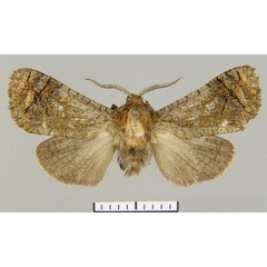 /filer/webapps/moths/media/images/M/minettii_Gumilevia_HT_ZSM.jpg