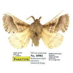 /filer/webapps/moths/media/images/A/abyssinica_Bombycopsis_PTM_SNHM.jpg