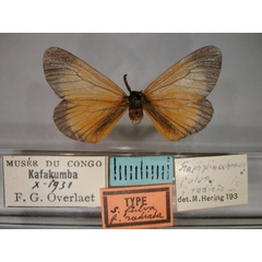 /filer/webapps/moths/media/images/R/radiata_Staphylinochrous_HT_RMCA_01.jpg