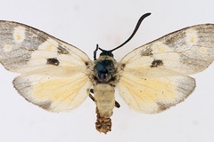 Orna contraria