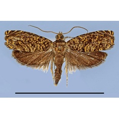 /filer/webapps/moths/media/images/I/ipassaensis_Eucosmocydia_HT_MRSN.jpg