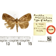 /filer/webapps/moths/media/images/I/insignifica_Avitta_HT_BMNH.jpg