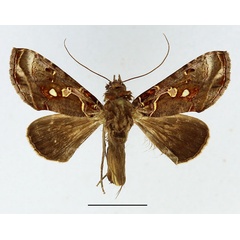 /filer/webapps/moths/media/images/G/gammaloba_Ctenoplusia_AM_Basquin_02.jpg