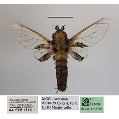 /filer/webapps/moths/media/images/S/stephania_Eulophonotus_A_MGCLa_01.JPG