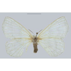 /filer/webapps/moths/media/images/M/molliae_Streptojana_PTF_ANHRT.jpg