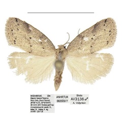 /filer/webapps/moths/media/images/S/similis_Spatulosia_PTM_ANHRT.jpg