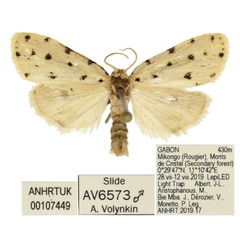 /filer/webapps/moths/media/images/C/chloma_Siccia_HT_ANHRT.jpg