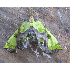 /filer/webapps/moths/media/images/H/hampsoni_Mittonia_A_Guyonnet.jpg