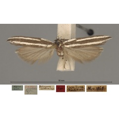 /filer/webapps/moths/media/images/A/aulotoma_Dichomeris_HTM__SAMC.jpg