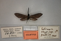 Saliunca pallida