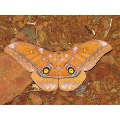/filer/webapps/moths/media/images/A/anthinodes_Gonimbrasia_A_Stanton.jpg