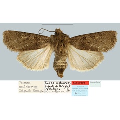 /filer/webapps/moths/media/images/W/waliarum_Euxoa_AT_MNHN.jpg