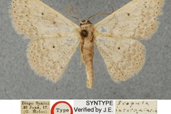 Scopula internataria eucentra