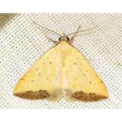 /filer/webapps/moths/media/images/S/subflavalis_Phytometra_A_Braun_01_E3be6kh.jpg