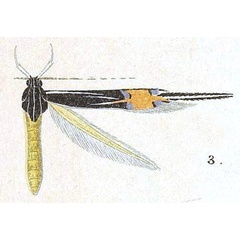 /filer/webapps/moths/media/images/O/oxyglossa_Cosmopterix_HT_Meyrick_6-3.jpg