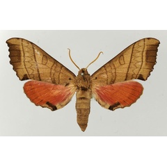 /filer/webapps/moths/media/images/R/rosea_Rufoclanis_AF_Basquin.jpg