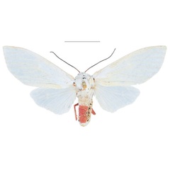 /filer/webapps/moths/media/images/F/francesae_Amerila_HT_ZSM.jpg