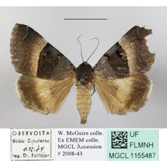 /filer/webapps/moths/media/images/M/molybdopasta_Plecopterodes_A_MGCLa_02.JPG