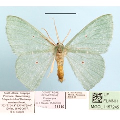 /filer/webapps/moths/media/images/O/oculata_Prasinocyma_A_MGCLa_01.jpg