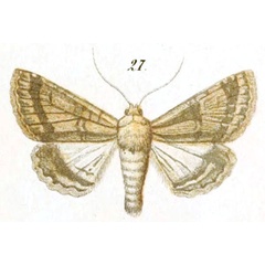 /filer/webapps/moths/media/images/T/terrigena_Pericyma_STM_Christoph_7-27.jpg