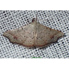 /filer/webapps/moths/media/images/F/falcata_Hypersophtha_A_Bippus.jpg