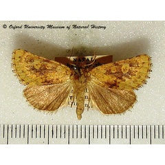 /filer/webapps/moths/media/images/X/xanthia_Ochrocalama_A_OUMNH_01.jpg