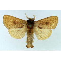 /filer/webapps/moths/media/images/R/rufithorax_Lebedodes_AM_TMSA_01.jpg