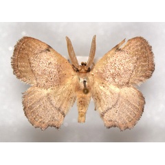 /filer/webapps/moths/media/images/A/aarviki_Ectropona_HT_NHMO.jpg