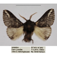 /filer/webapps/moths/media/images/P/parva_Sena_AM_TMSA_01.jpg