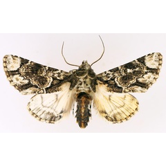 /filer/webapps/moths/media/images/N/nigrimacula_Thiacidas_AM_TMSA_01.jpg