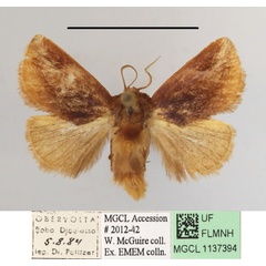/filer/webapps/moths/media/images/S/secunda_Perola_A_MGCLa_01.JPG