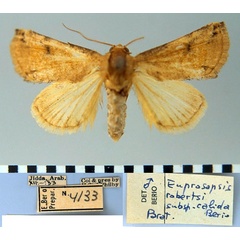 /filer/webapps/moths/media/images/C/calida_Prosoropsis_PT_MSNM.jpg