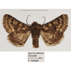 /filer/webapps/moths/media/images/P/philoxalis_Klugeana_AM_TMSA_03.jpg