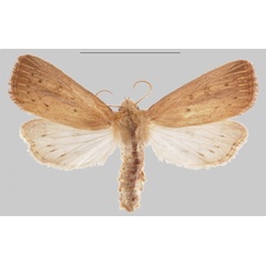 /filer/webapps/moths/media/images/S/simillima_Sesamia_HT_MNHNa.jpg