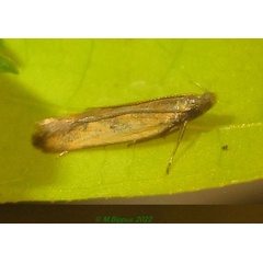 /filer/webapps/moths/media/images/P/palpigera_Mesophleps_AM_Bippus.jpg