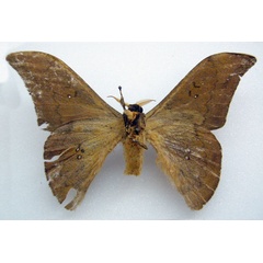 /filer/webapps/moths/media/images/O/ochraceum_Orthogonioptilum_HT_BMNHb.jpg