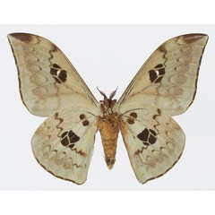 /filer/webapps/moths/media/images/T/tyrrhena_Pseudobunaea_AM_Basquinb.jpg