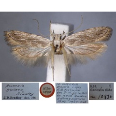 /filer/webapps/moths/media/images/G/guiera_Anarsia_AT_BMNH.jpg