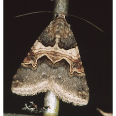 /filer/webapps/moths/media/images/M/metaxantha_Tytroca_A_Roland_01.jpg