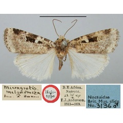 /filer/webapps/moths/media/images/M/melanomesa_Micragrotis_HT_BMNH.jpg