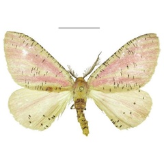 /filer/webapps/moths/media/images/M/muchingensis_Nothabraxas_PTM_ANHRT.jpg
