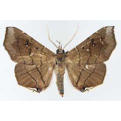 /filer/webapps/moths/media/images/N/nysa_Gracilodes_AM_TMSA_01.jpg