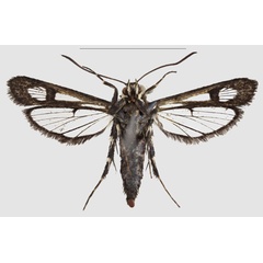 /filer/webapps/moths/media/images/N/nimbaensis_Crinipus_PTF_SMNSb.jpg