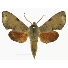 /filer/webapps/moths/media/images/C/catalai_Temnora_AM_Basquina.jpg