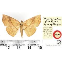 /filer/webapps/moths/media/images/P/plexifera_Pleuronodes_STF_BMNH.jpg